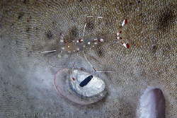 Cleaner shrimp at work on eye of a 2m long Leopard Shark.... by Ross Gudgeon 